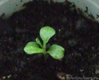 Вот за лето мы вымахали такими!