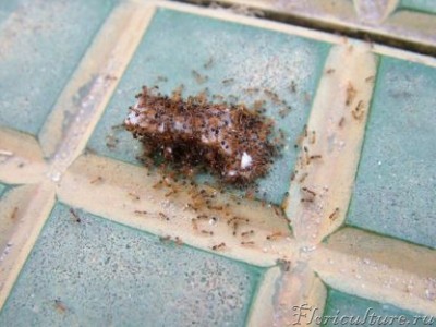 один из моих ранних экспериментов.Родич фараонового муравья, успешно адаптировался в домашних условиях.