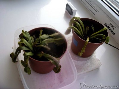 Обе мухоловочки