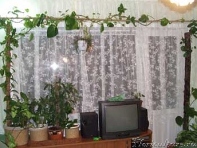 Зеленая зона.jpg