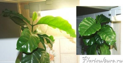 Кофе. Январь.2009.JPG