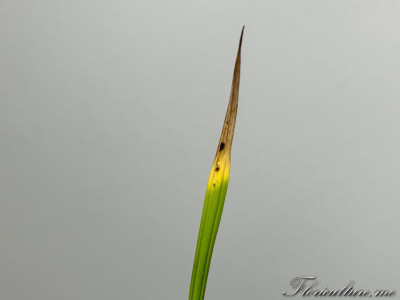 Пальма вашингтония декабрь-25.jpg