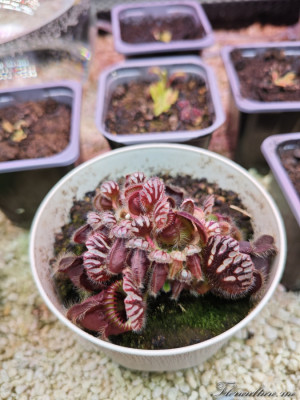 Цеф после зимовки.jpg