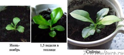 Гарденик растет.jpg