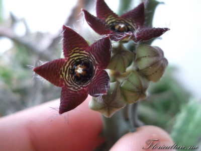 Caralluma sibulata
