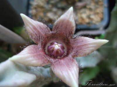 Duvaliandra dioscoridis