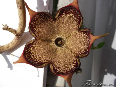 Edithcolea grandis