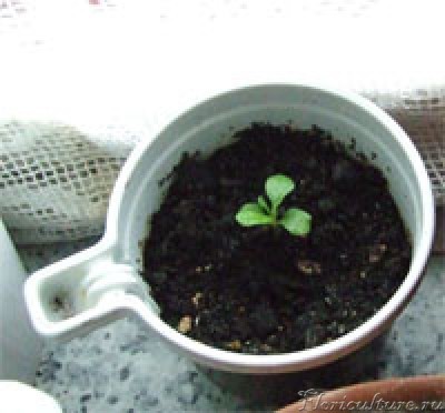 Гарденику полгода.jpg