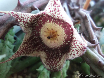 Orbeantus hardii