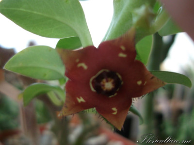Frerea indica