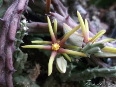 Orbea или angoluma wismanii