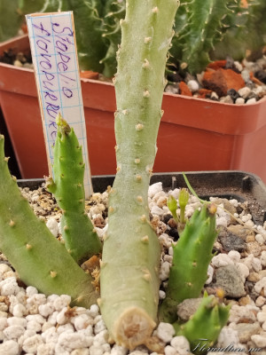 Stapelia flavopurpurea