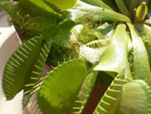 Копия P1020887.JPG