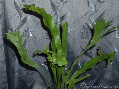 Microsorum punctatum &amp;quot;Ramosum&amp;quot;