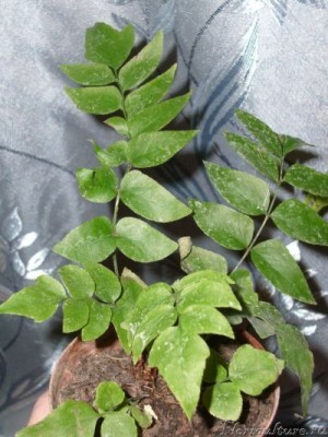 Тот самый безымянный.