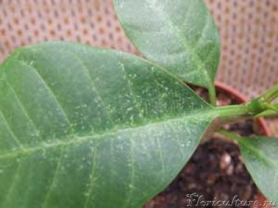 Плумерия пятна.jpg