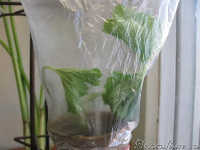 аристо шоко 18.02.09г..JPG