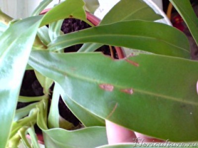 Вот болячка на листике ржавого цвета