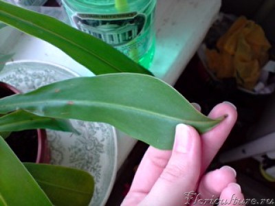 Лист с отрезанным кувшином