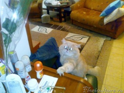 он очень любит зелень которую добовляют в букеты