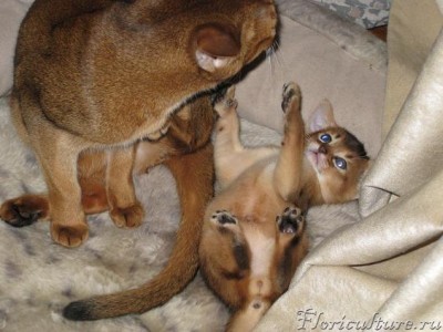 котику 1 мес..JPG