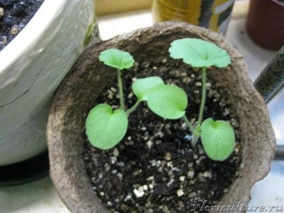 пеларгонии зональные 11.03.09.JPG