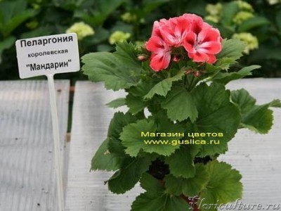 Вот так,наверное выглядит Ваш покупной &amp;quot;МАНДАРИН&amp;quot;?