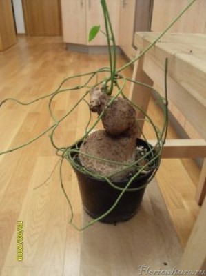 Ипомея бутылочная