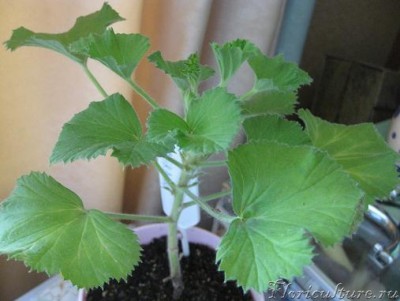 укорененый черенок пеларгонии.JPG