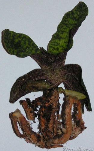 башмачок из Германии, с сайта orchideen. com
