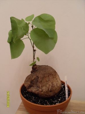 А вот вся Stephania pierrei. И как мне кажется та так называемая &amp;quot;ипомея&amp;quot;, что в начале темы - то же самое растение.