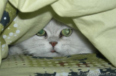 &amp;quot;Под одеялом, пожалуй, я погреюсь, а уж вы как-нибудь...&amp;quot;