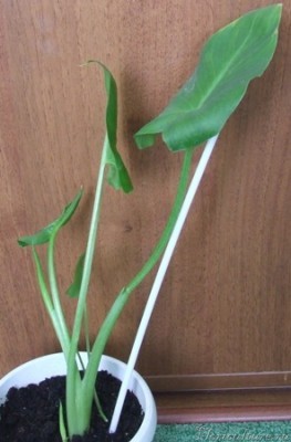 Такие мы становимся