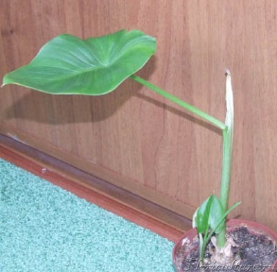 В таком состоянии я ее получила