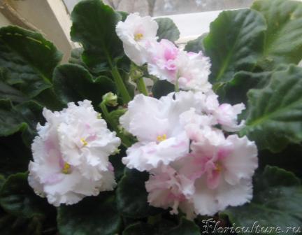 белая фиалка.JPG