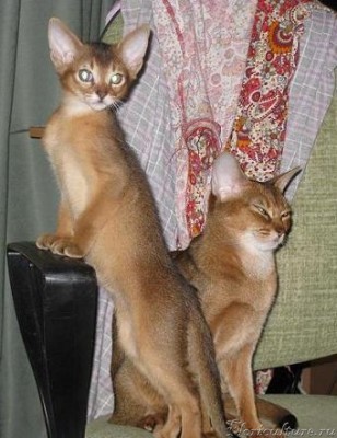 Симба с мамой..JPG