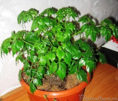 Мое деревце.JPG