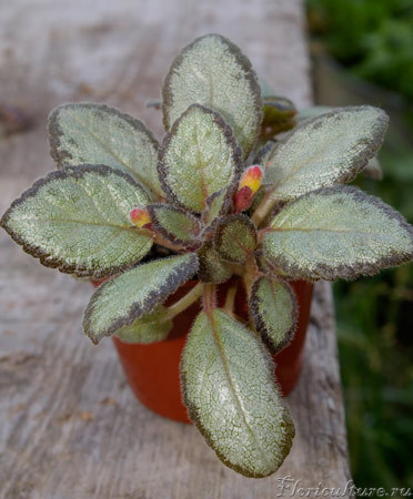 Это после приезда в деревню, появились первые бутончики