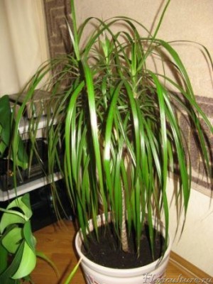 Мои цветы 014.jpg