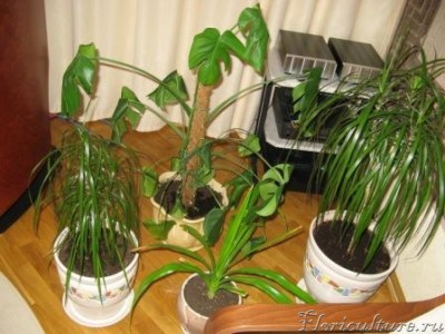 Мои цветы 020.jpg