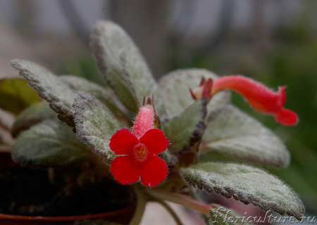 А вот она распустилась, и только на фото увидела, что у нее в горлышке цветка пятнышки