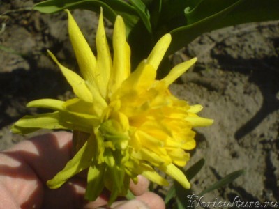 Изображение мама 061.jpg