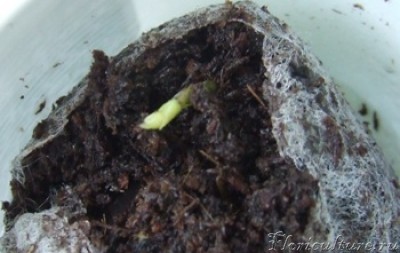 Таким мы были вчера утром. Только выглянули из земли