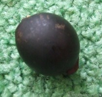 Такое пришло семечко. Диаметр примерно 2см