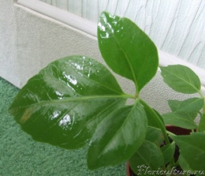 Листики у моей шефлерки