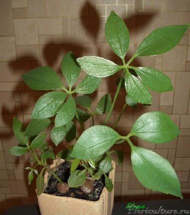 взята с Форум на HomeFlowers.ru