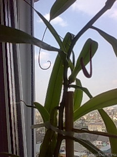 2-ой боковой побег