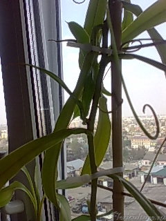 1-ый боковой побег