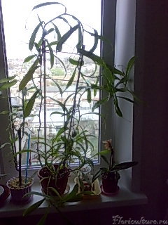 Общий вид моего непентеса =)