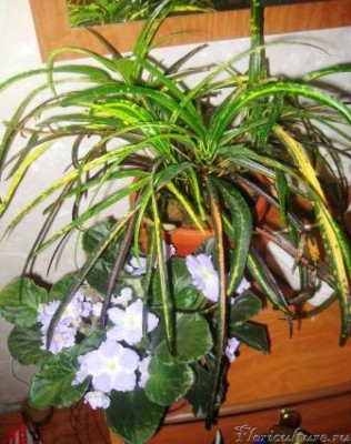 фиалковый микс.JPG